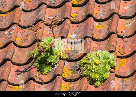 Common houseleek (Sempervivum tectorum) growing on old house roof with red roofing tiles, traditionally to protect buildings against lightning strikes Stock Photo
