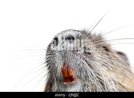 Details of the teeth and whiskers of a coypu, Myocastor coypus, isolated on white Stock Photo