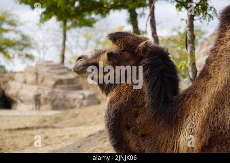 Camel in desert Stock Photo