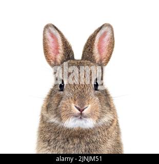 Young European rabbit facing and looking at the camera, Oryctolagus cuniculus Stock Photo