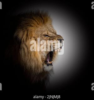 Male adult lion roaring and showing his canines aggressively, inside a black circle Stock Photo