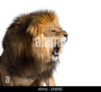Male adult lion roaring and showing his canines aggressively, Panthera leo, isolated on white Stock Photo