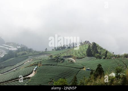 An aerial view of Oolong tea field surrounded by trees in Taiwan Stock Photo