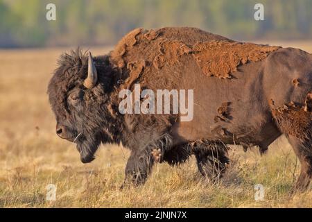 American bison, buffalo (Bison bison), bull standing on dried grass, side view, Canada, Manitoba, Riding Mountain National Park Stock Photo