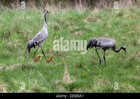 Common crane, Eurasian Crane (Grus grus), pair with chicks, Germany Stock Photo