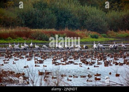 Common crane, Eurasian Crane (Grus grus), cranes, been geese(Anser fabalis) and greater white-fronted geese (Anser albifrons) at resting place, Stock Photo