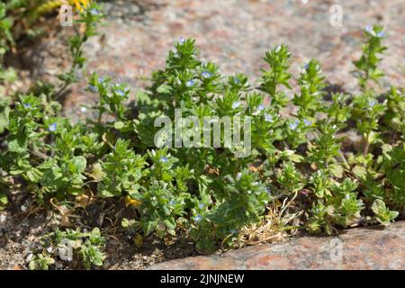 common speedwell, corn speedwell, wall speedwell (Veronica arvensis), grows in a pavin gap, Germany Stock Photo