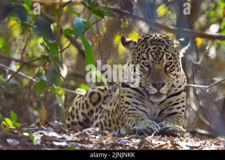 jaguar (Panthera onca), resting in the shadow, front view, Brazil, Pantanal Stock Photo