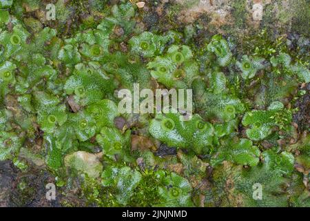 common liverwort, umbrella liverwort (Marchantia polymorpha), with gemma cups, Germany Stock Photo