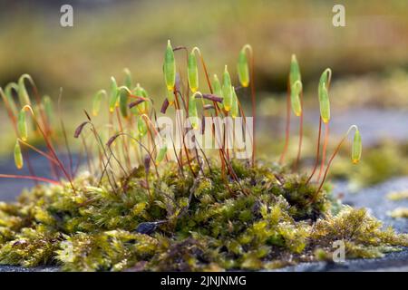 Capillary Thread-moss (Bryum capillare, Ptychostomum capillare), thread-moss amongst Hypnum cupressiforme on a stone wall, Germany Stock Photo