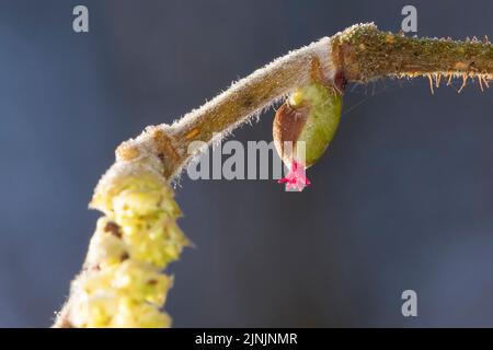 Common hazel (Corylus avellana), male and female flowers, Germany Stock Photo