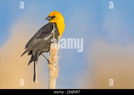 yellow-headed blackbird (Xanthocephalus xanthocephalus), male perched on a bullrush, Canada, Manitoba, Oak Hammock Marsh Wetland Stock Photo