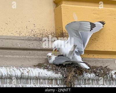 black-legged kittiwake (Rissa tridactyla, Larus tridactyla), black-legged kittiwakes mate on their nest, Norway, Troms Stock Photo