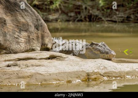 saltwater crocodile, estuarine crocodile (Crocodylus porosus), lying on a rock on shore, Australia, Northern Territory, Kakadu Nationalpark Stock Photo