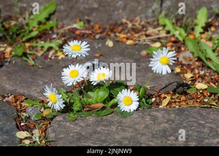 common daisy, lawn daisy, English daisy (Bellis perennis), growing in paving gaps, Germany Stock Photo