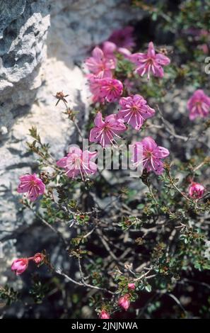 Dwarf Alpenrose (Rhodothamnus chamaecistus), blooming, Germany Stock Photo
