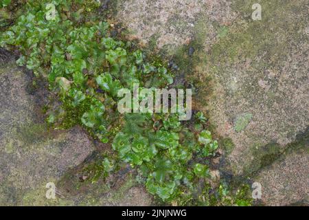 common liverwort, umbrella liverwort (Marchantia polymorpha), with gemma cups in a paving gap, Germany Stock Photo