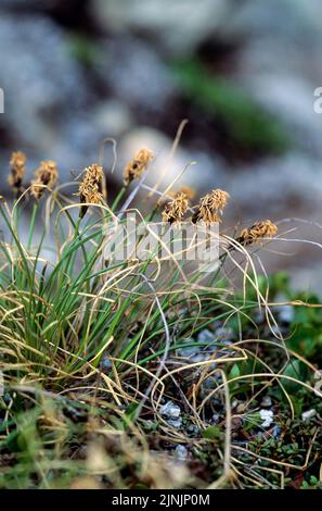 Alpine sedge (Carex curvula), blooming, Austria Stock Photo - Alamy