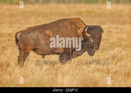 American bison, buffalo (Bison bison), bull standing on dried grass, side view, Canada, Manitoba, Riding Mountain National Park Stock Photo