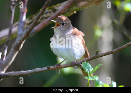 nightingale (Luscinia megarhynchos), singing male on a branch, Germany Stock Photo