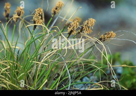 Alpine sedge (Carex curvula), blooming, Austria Stock Photo - Alamy