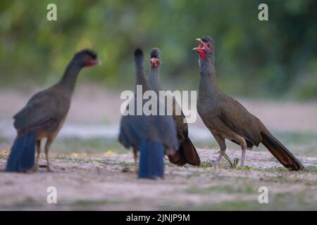 chaco chachalaca (Ortalis canicollis pantanalensis), clucking troop, Brazil, Pantanal Stock Photo