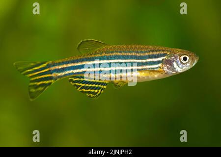 Zebra danio, Zebrafish (Brachydanio rerio, Danio rerio), single individual Stock Photo
