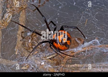 European black widow, southern black widow, Mediterranean black widow, malmignatte spider, karakurt (Latrodectus tredecimguttatus, Latrodectus Stock Photo