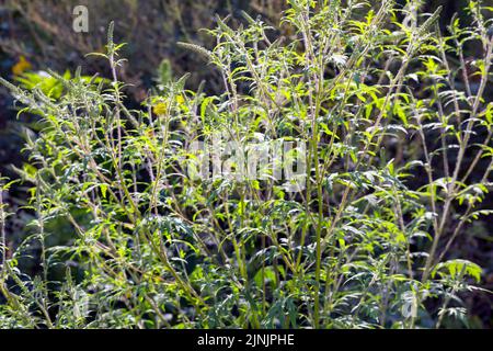 Annual ragweed, Common ragweed, Bitter-weed, Hog-weed, Roman wormwood (Ambrosia artemisiifolia), with inflorescences, Germany Stock Photo