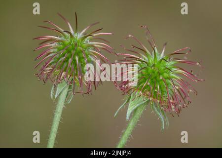 common avens, wood avens, clover-root (Geum urbanum), two infructescences, Germany Stock Photo