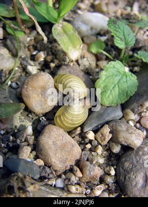 Asian clam, Asian basket clam, Asian corbicula (Corbicula fluminea), on the shore of Elbe river, Germany, Saxony-Anhalt Stock Photo