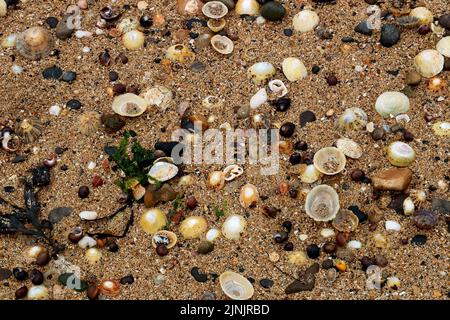 Assorted seashells with stones and seaweed on a coastal sandy beach Stock Photo