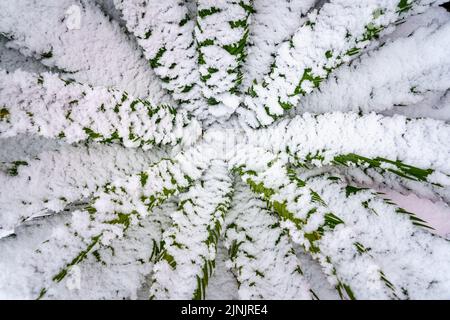 Texture and background of plants full of snow in cold winter day. Spain Stock Photo