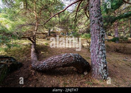 strange tree in the forest, growing lying on the ground, curving its trunk. Madrid. Stock Photo