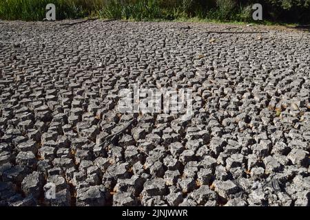 London, UK. 12th August 2022. A completely dry large pond in Wanstead Park in north-east London, as a drought is declared in parts of the UK. Persistent heatwaves resulting from human-induced climate change have impacted much of London, with wildfires and droughts seen across the capital. Credit: Vuk Valcic/Alamy Live News Stock Photo