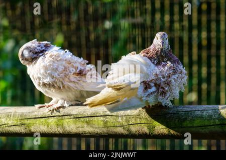 White curly feathered pigeons resting on a stick. Stock Photo