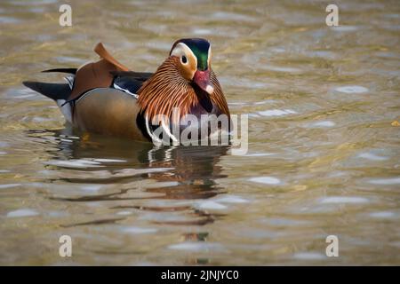 UK Male Manderin Duck in water on a lake Stock Photo