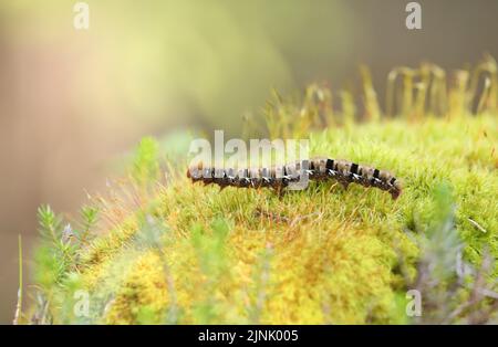 Closeup of an oak eggar moth larva, Lasiocampa quercus, with its characteristic hairy appearance near Davos, Switzerland Stock Photo