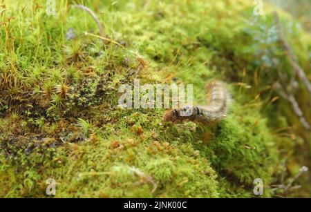 Closeup of an oak eggar moth larva, Lasiocampa quercus, with its characteristic hairy appearance near Davos, Switzerland Stock Photo