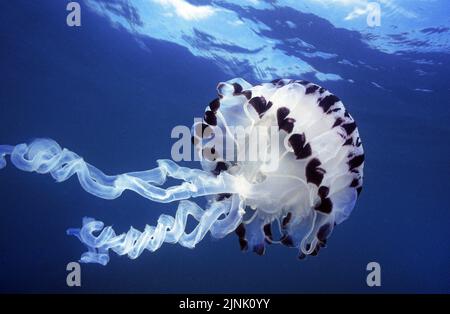 Purple-striped Jelly (Chrysaora colorata), drifting in blue water, San Diego, California, USA, Pacific Ocean
