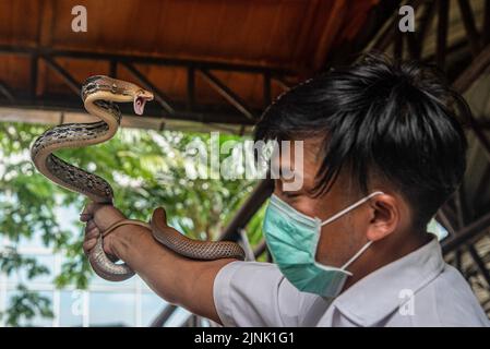 Bangkok, Thailand. 12th Aug, 2022. A Thai snake expert holds a Copperhead Racer Snake during a snake show at the Queen Saovabha Memorial Institute and Snake Farm in Bangkok. The Queen Saovabha Memorial Institute also known as the Bangkok Snake Farm was founded on 1923 to raised venomous snakes for venom extraction and production of antivenom for Thailand and surrounding regions where venomous snakes are endemic. The institute also serves as a museum to inform the general public about snakes in Thailand. Credit: SOPA Images Limited/Alamy Live News Stock Photo