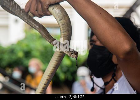 Bangkok, Thailand. 12th Aug, 2022. A Thai snake expert holds a Rat Snake during a snake show at the Queen Saovabha Memorial Institute and Snake Farm in Bangkok. The Queen Saovabha Memorial Institute also known as the Bangkok Snake Farm was founded on 1923 to raised venomous snakes for venom extraction and production of antivenom for Thailand and surrounding regions where venomous snakes are endemic. The institute also serves as a museum to inform the general public about snakes in Thailand. Credit: SOPA Images Limited/Alamy Live News Stock Photo