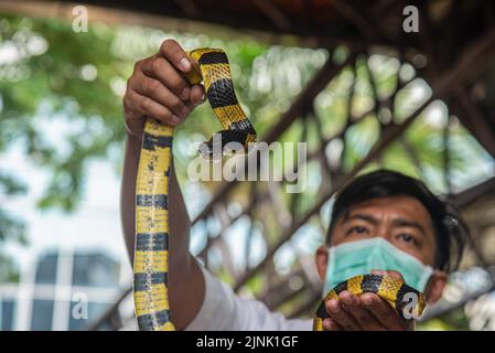Bangkok, Thailand. 12th Aug, 2022. A Thai snake expert holds a Banded Krait Snake during a snake show at the Queen Saovabha Memorial Institute and Snake Farm in Bangkok. The Queen Saovabha Memorial Institute also known as the Bangkok Snake Farm was founded on 1923 to raised venomous snakes for venom extraction and production of antivenom for Thailand and surrounding regions where venomous snakes are endemic. The institute also serves as a museum to inform the general public about snakes in Thailand. Credit: SOPA Images Limited/Alamy Live News Stock Photo
