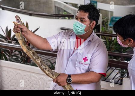 Bangkok, Thailand. 12th Aug, 2022. A Thai snake expert holds a King Cobra during a snake show at the Queen Saovabha Memorial Institute and Snake Farm in Bangkok. The Queen Saovabha Memorial Institute also known as the Bangkok Snake Farm was founded on 1923 to raised venomous snakes for venom extraction and production of antivenom for Thailand and surrounding regions where venomous snakes are endemic. The institute also serves as a museum to inform the general public about snakes in Thailand. Credit: SOPA Images Limited/Alamy Live News Stock Photo