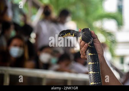 Bangkok, Thailand. 12th Aug, 2022. A Thai snake expert holds a venomous Mangrove snake during a snake show at the Queen Saovabha Memorial Institute and Snake Farm in Bangkok. The Queen Saovabha Memorial Institute also known as the Bangkok Snake Farm was founded on 1923 to raised venomous snakes for venom extraction and production of antivenom for Thailand and surrounding regions where venomous snakes are endemic. The institute also serves as a museum to inform the general public about snakes in Thailand. Credit: SOPA Images Limited/Alamy Live News Stock Photo