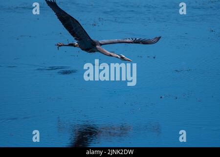 Great Blue Heron gliding over the water Stock Photo