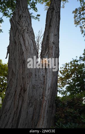 A vertical shot of Laetiporus sulphureus, sulphur polypore on a tree trunk. Stock Photo