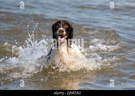 English Cocker Spaniel in the sea in Southport, Merseyside UK Weather 12 AUG 2022. A hot dogs day out in the surf on a bright sweltering summer day on the northwest coast as LUDA a three-year-old English Cocker Spaniel cools off in the sea during the high tide at Southport. Credit; MediaWorldImages/Ģ����ýLive News. Stock Photo