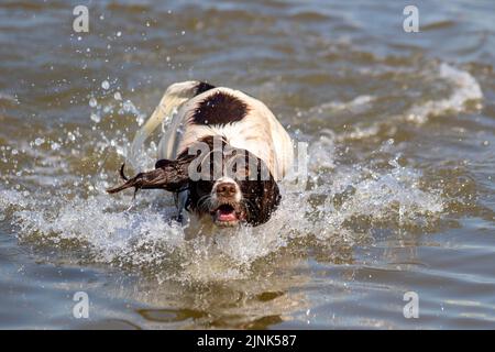 English Cocker Spaniel in the sea in Southport, Merseyside UK Weather 12 AUG 2022. A hot dogs day out in the surf on a bright sweltering summer day on the northwest coast as LUDA a three-year-old English Cocker Spaniel cools off in the sea during the high tide at Southport. Credit; MediaWorldImages/Ģ����ýLive News. Stock Photo