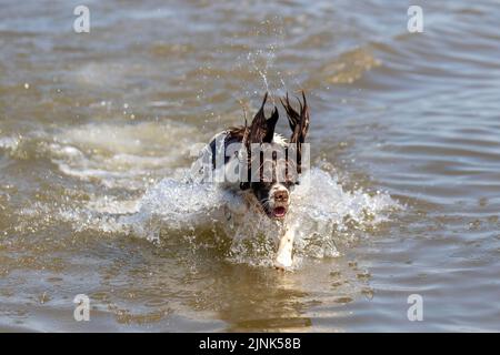 English Cocker Spaniel in the sea in Southport, Merseyside UK Weather 12 AUG 2022. A hot dogs day out in the surf on a bright sweltering summer day on the northwest coast as LUDA a three-year-old English Cocker Spaniel cools off in the sea during the high tide at Southport. Credit; MediaWorldImages/Ģ����ýLive News. Stock Photo